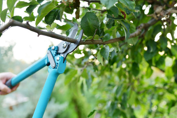 Emergency Storm Tree Removal in Searcy, AR